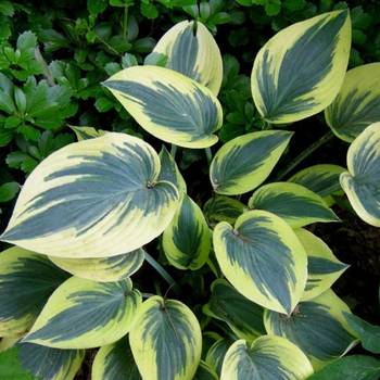 Хоста Hosta ‘First Frost’